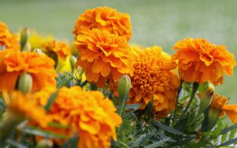 fiori di calendula