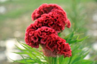 Cresta di gallo rossa