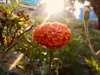 Raggio di sole e fiore di calendula
