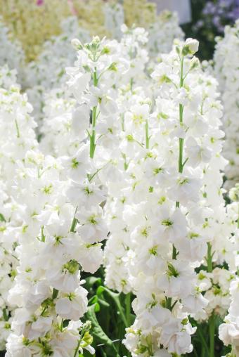 Matthiola Incana