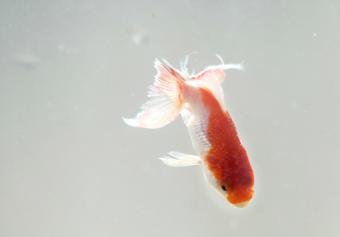 Pesce rosso colpito da un'infezione alle pinne