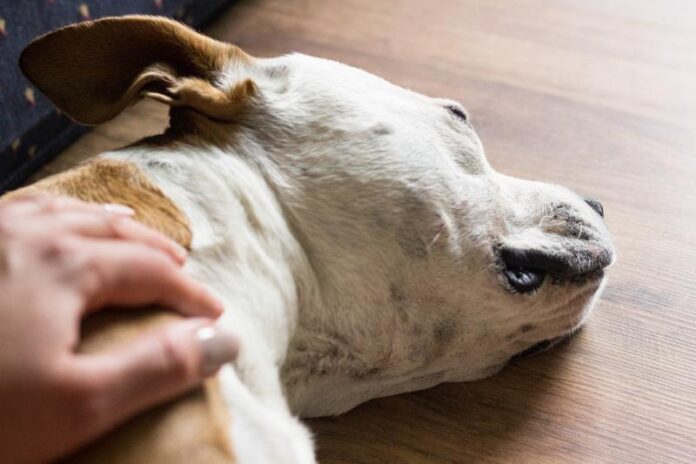 Cosa fare quando il tuo cane muore: 7 passaggi rapidi da compiere
