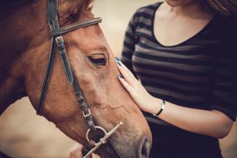 Terapia equina