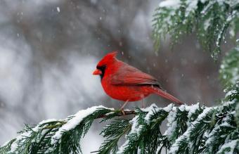 Cardinale Rosso