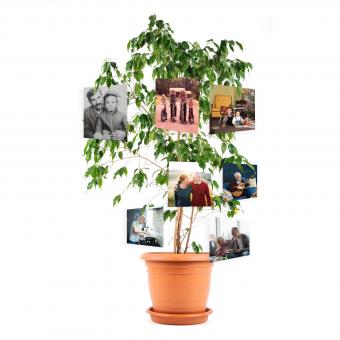 mostra fotografica commemorativa dell'albero della vita