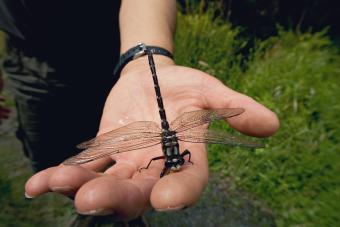 Libellula nera gigante