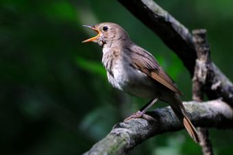 Usignolo cantato nella foresta oscura