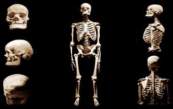 Morte anatomica dello scheletro umano
