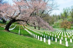 Mostra una vista delle tombe al Cimitero Nazionale di Arlington con alberi di ciliegio